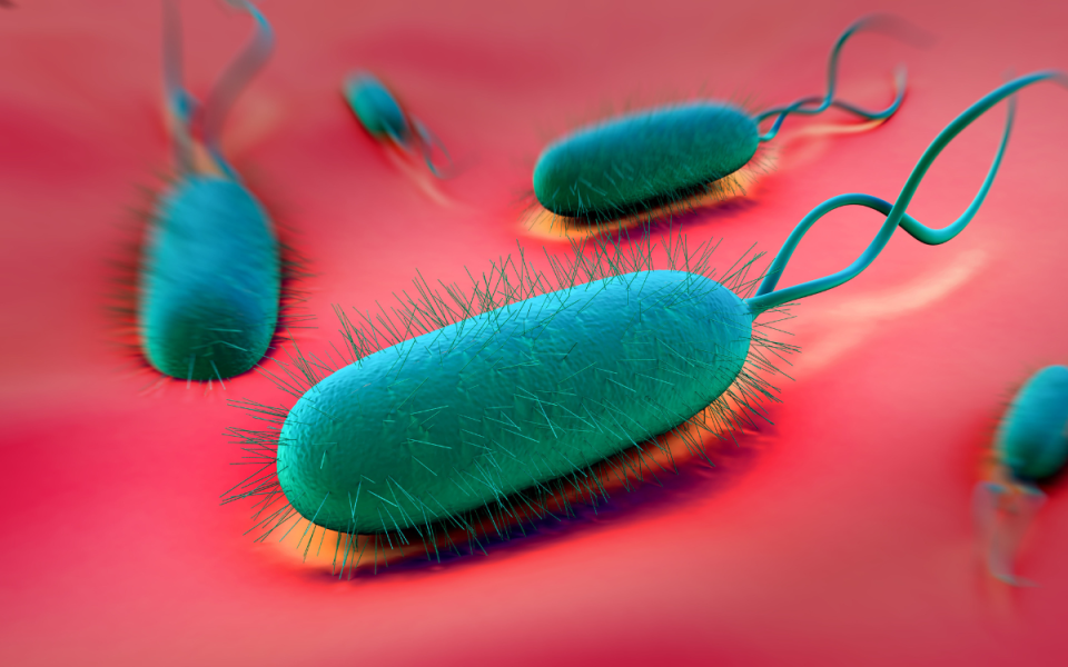 What are the Signs of H. Pylori?