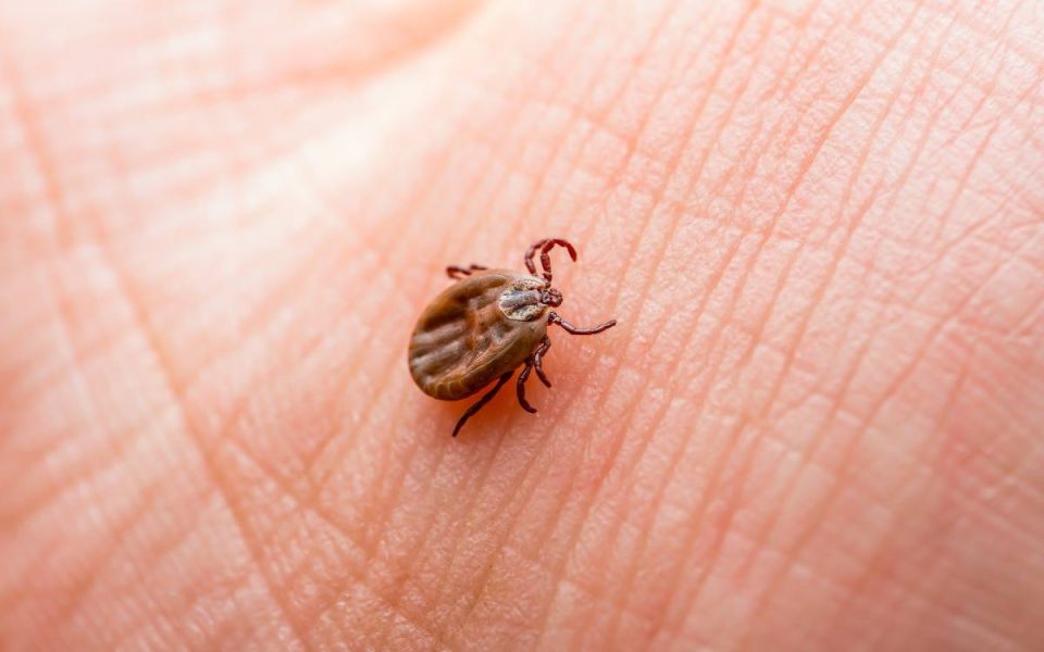 Ask a Doc: What is Lyme Disease & How to Treat & P...