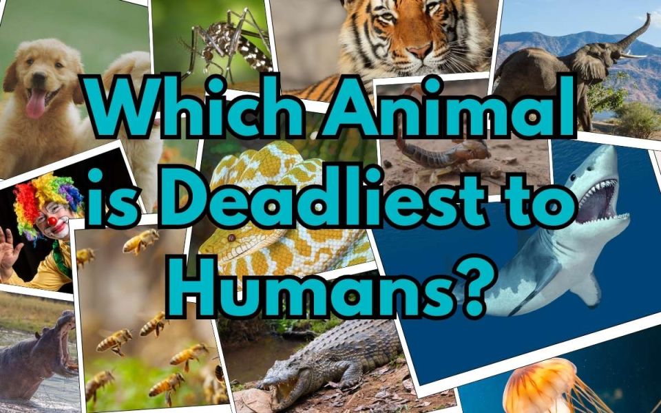 Which Animal Is the Deadliest to Humans?