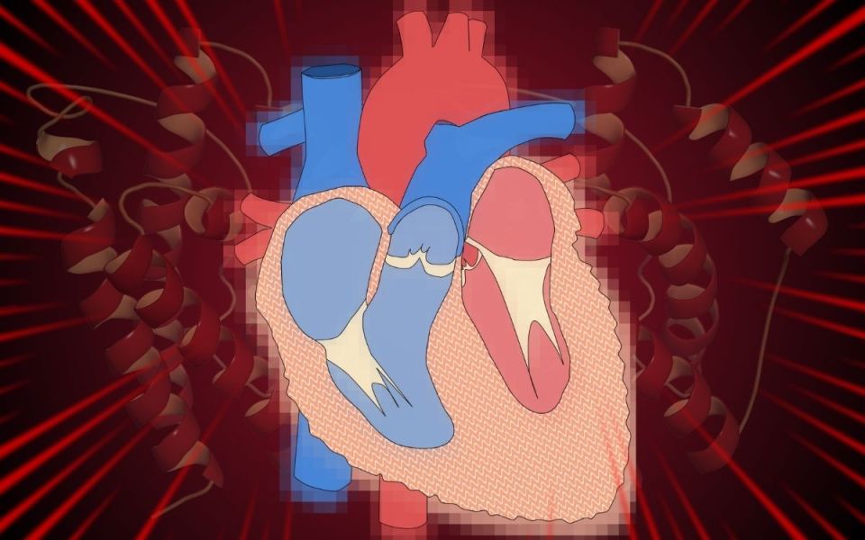 New Research on Heart Failure: Understanding IL-6 and Inflammation